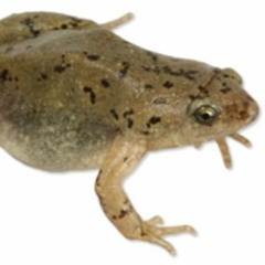 Western Narrow-mouthed Toad (Gastrophryne olivacea)