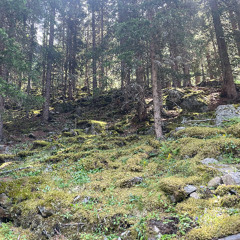 The Amazone- concert band