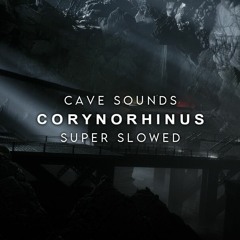 Corynorhinus / Super Slowed + Cave & Bat Sounds