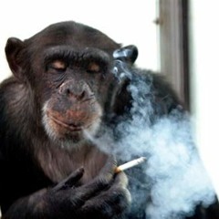 Funne Monkee gif - chopped and screwed