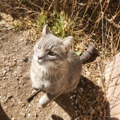 lime green lighter mystics ultra