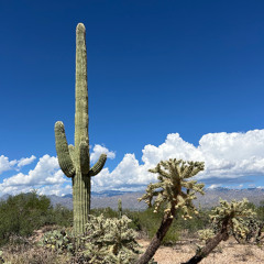 The Arid Saguaro・不毛のサグワロ砂漠
