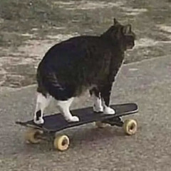 catflip