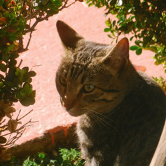 NOMIRESATRÁS (ensayo)