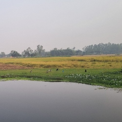 방글라 송