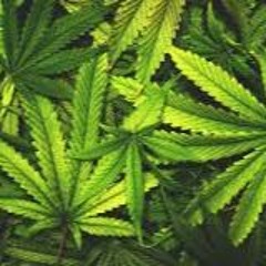 David Peel - I Like Marijuana // ARTCØRE [TECHNO] TERRORBootleg FREEDOWNLOAD