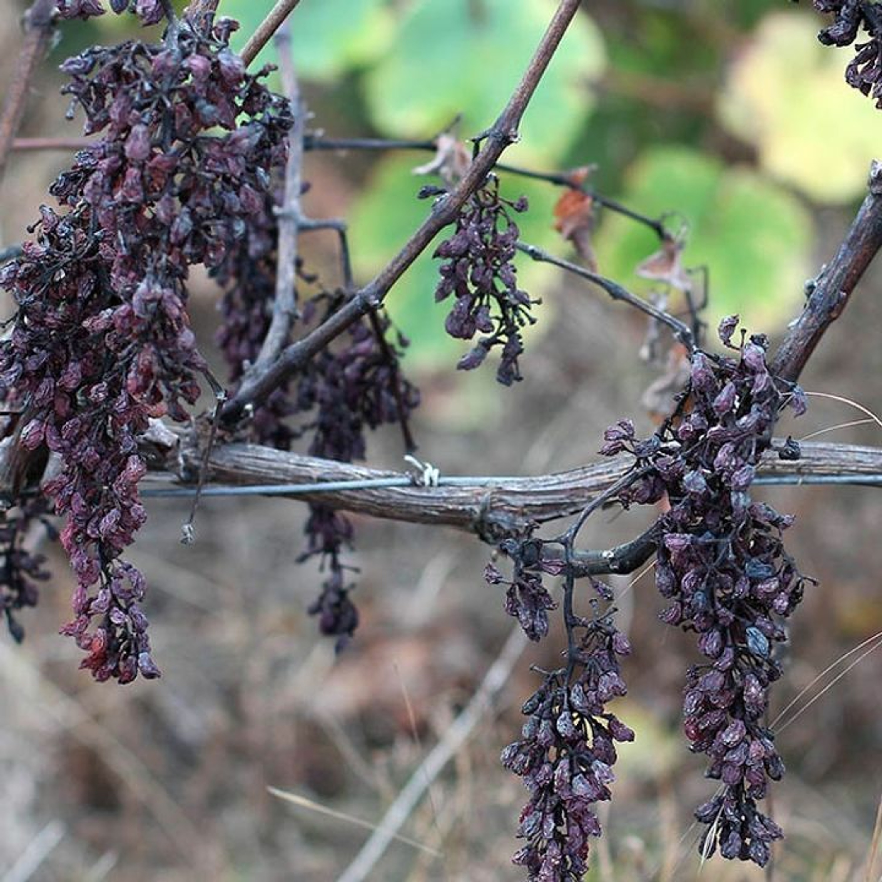 "A DEAD VINE"- A FALL TO RUSSIA, FOOD CRISIS, DISEASE, MONEY CRASH, MARTYRS, ETC.