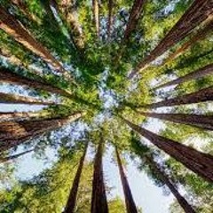In The Trees - original instrumental