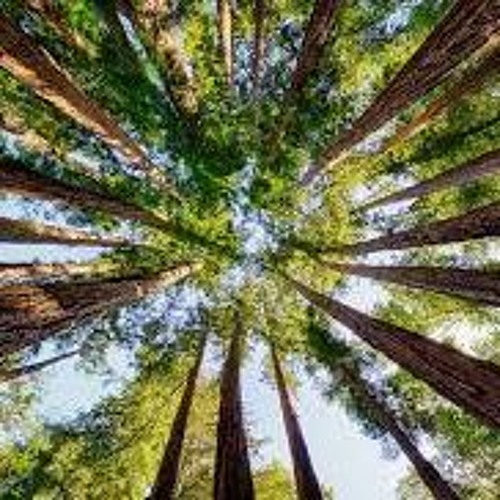 In The Trees - original instrumental