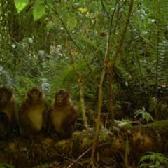 Jungle Swinging (2002)