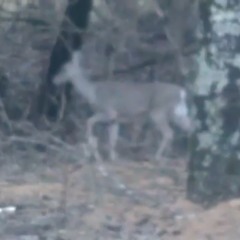 IF YOU SEE A FEATHER