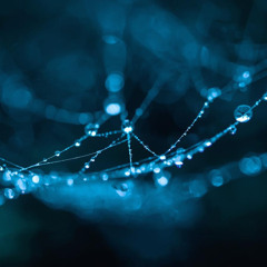 drenched in moonlight