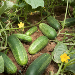 CUCUMBER