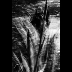 I Am the Shaman by Donovan and David Lynch (DEDICATED TO DAVID LYNCH)
