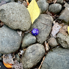 Ambient 1: Music for Dialysis