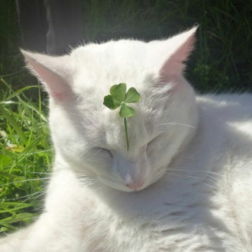 LUCKY_500_GG12_JC_EDIT