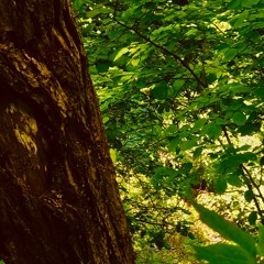 MyAncestorsWereWarriors(Prod Beefy 808)