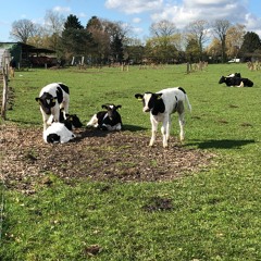 #17 מעון יום לעגלות