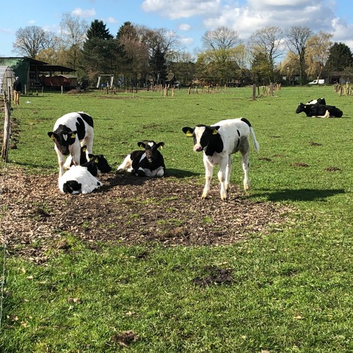 #17 מעון יום לעגלות