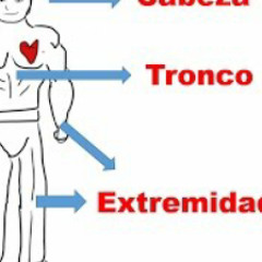 el cuerpo humano para niños cabeza tronco y extremidades