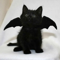mr. kitty slowed
