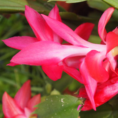 blooming cactus