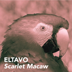 Scarlet Macaw