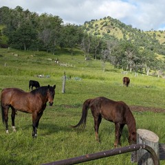 Sam Stearns - Sunday Morning at Nexus Ranch Revival