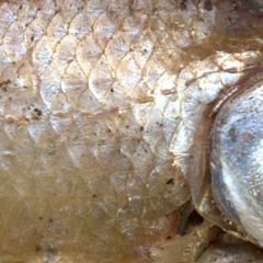 Les_petits_poissons_morts E01