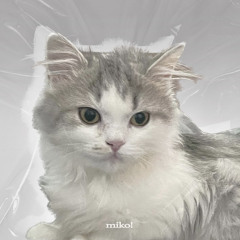 polar (폴라) - miko!