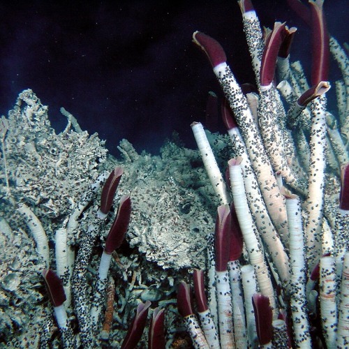 superstar (prod. joysick)