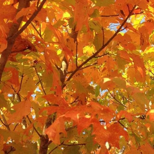 Stream episode Dr Howie Neufeld aka the 'Fall Color Guy' by WBFJ ...