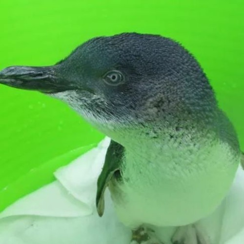 Helping Harper: Penguin Rehab and Release on ABC Evenings With Mel Bush