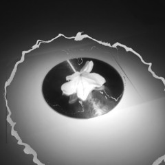 ranunculi - chrysanthemum (nonsen remix)