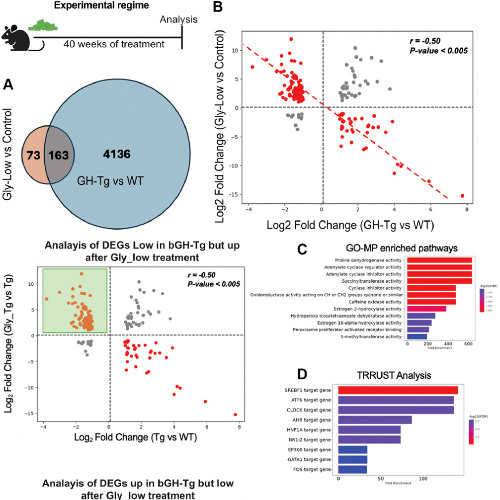 How Growth Hormone Excess Accelerates Liver Aging via Glycation Stress