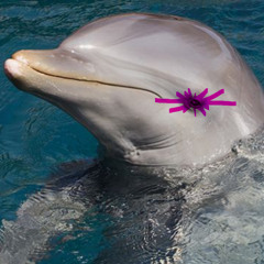 Dolphin Defenestration