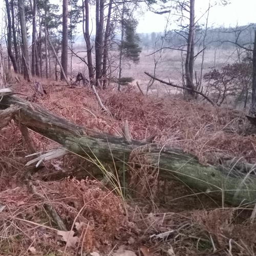 Wilk - Wolf Kampinos NP