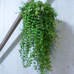 Tera Hi Rahunga  2025