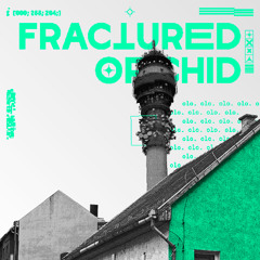Fractured Orchid - Olo