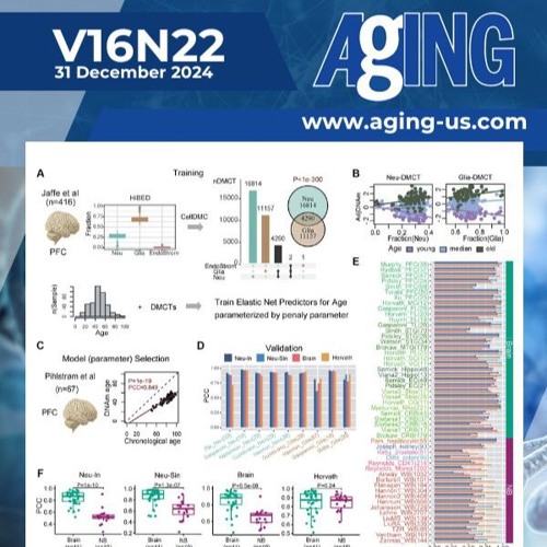 Epigenetic Clocks Reveal Biological Age at Cell-Type Resolution