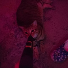 Insanity-163bpm (dark)