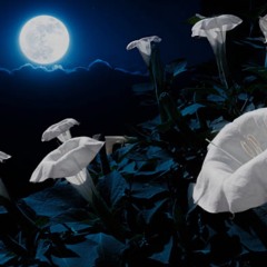 Moon Flower
