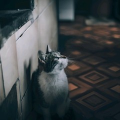 夜猫（TopMedia）