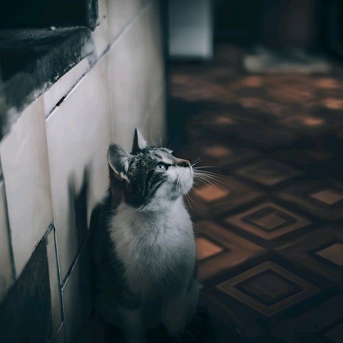 夜猫（Suno：英語歌詞）