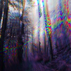 Forest & Twilight