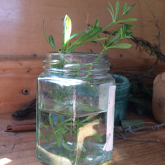 GLORIOUS by mamuse ~ river o