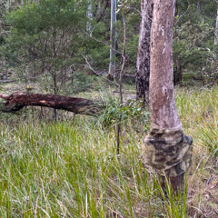 Dalrymple Creek Dawn Chorus