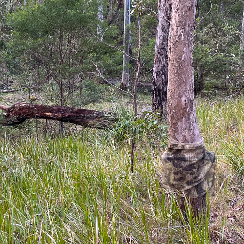 Dalrymple Creek Dawn Chorus