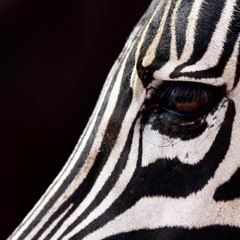 Ross Williams - Zebra Safari (MOLW Remix)