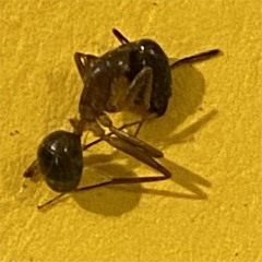 An1ma W/ MOLINARO 140725